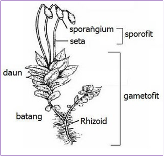 Lumut generasi menghasilkan tumbuhan sporofit adalah pada yang Sporofit