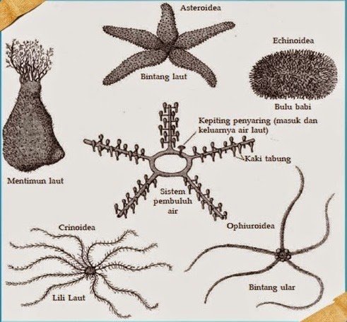 klasifikasi-echinodermata