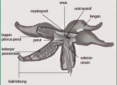 struktur-tubuh-echinodermata