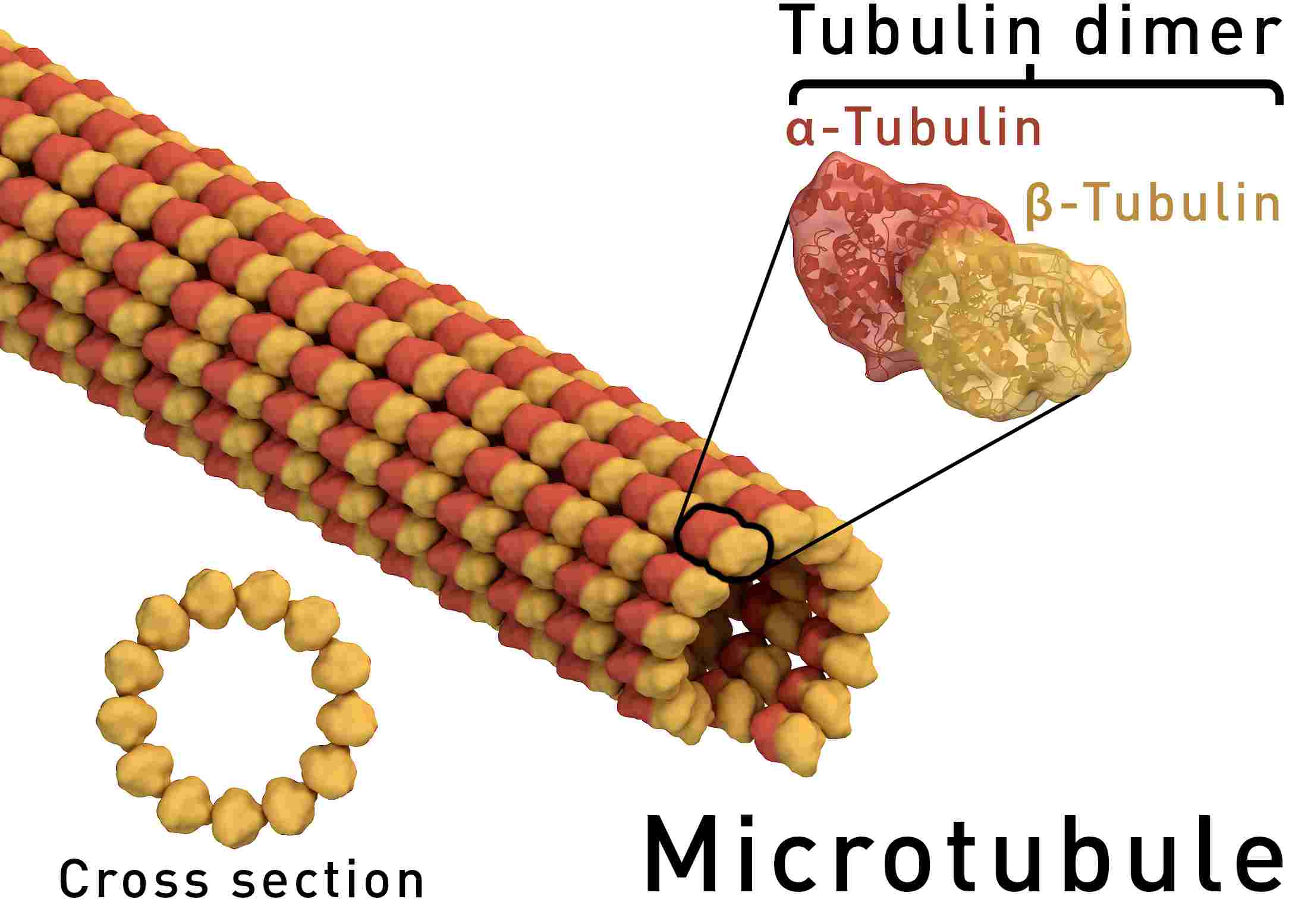 Mikrotubulus