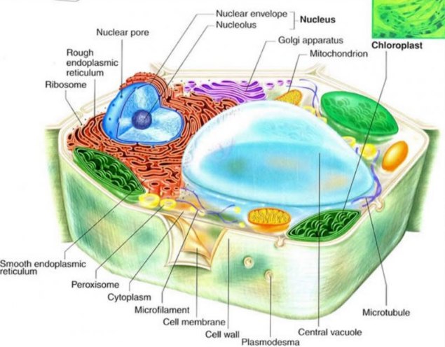 Struktur organel sel tumbuhan