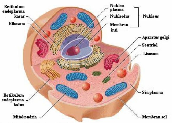 struktur organel sel hewan