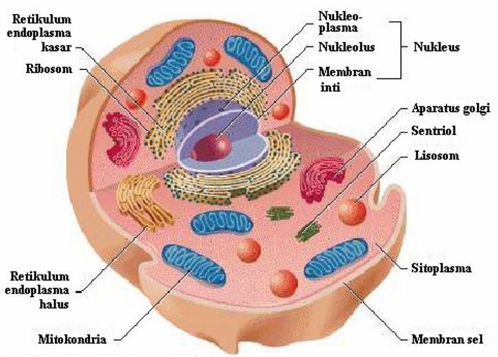   Lengkap Organel Sel  Hewan  Struktur Fungsi dan Gambar 