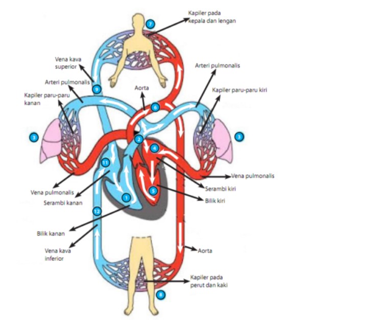 sistem organ